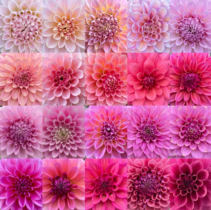 Dahlias of Australia