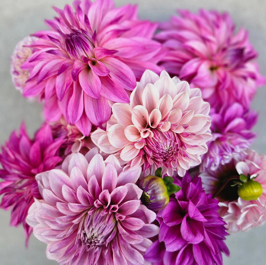 Braidwood Blooms