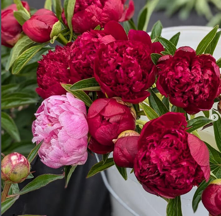 Wildside Flower Farm