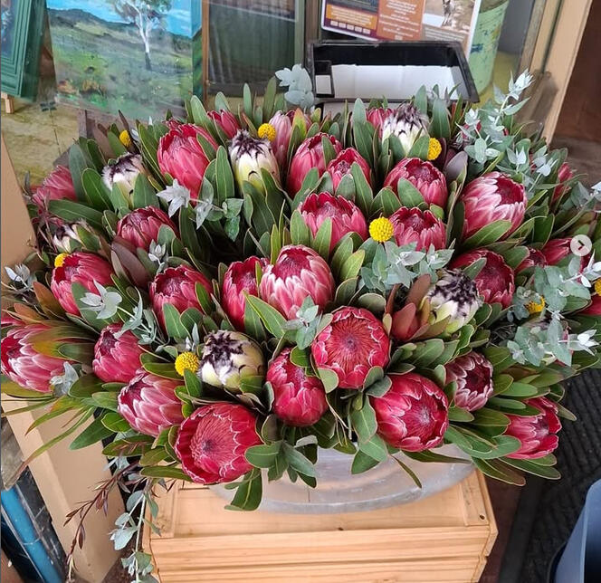Proteas